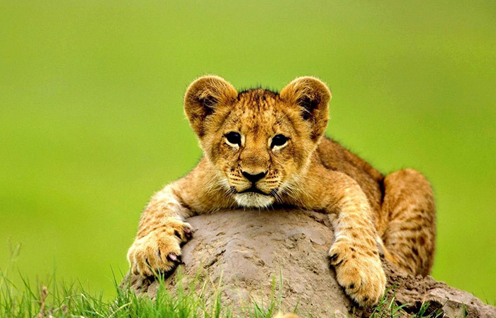 wildlife