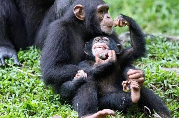 5 Days Gorilla Safari and  Chimpanzee