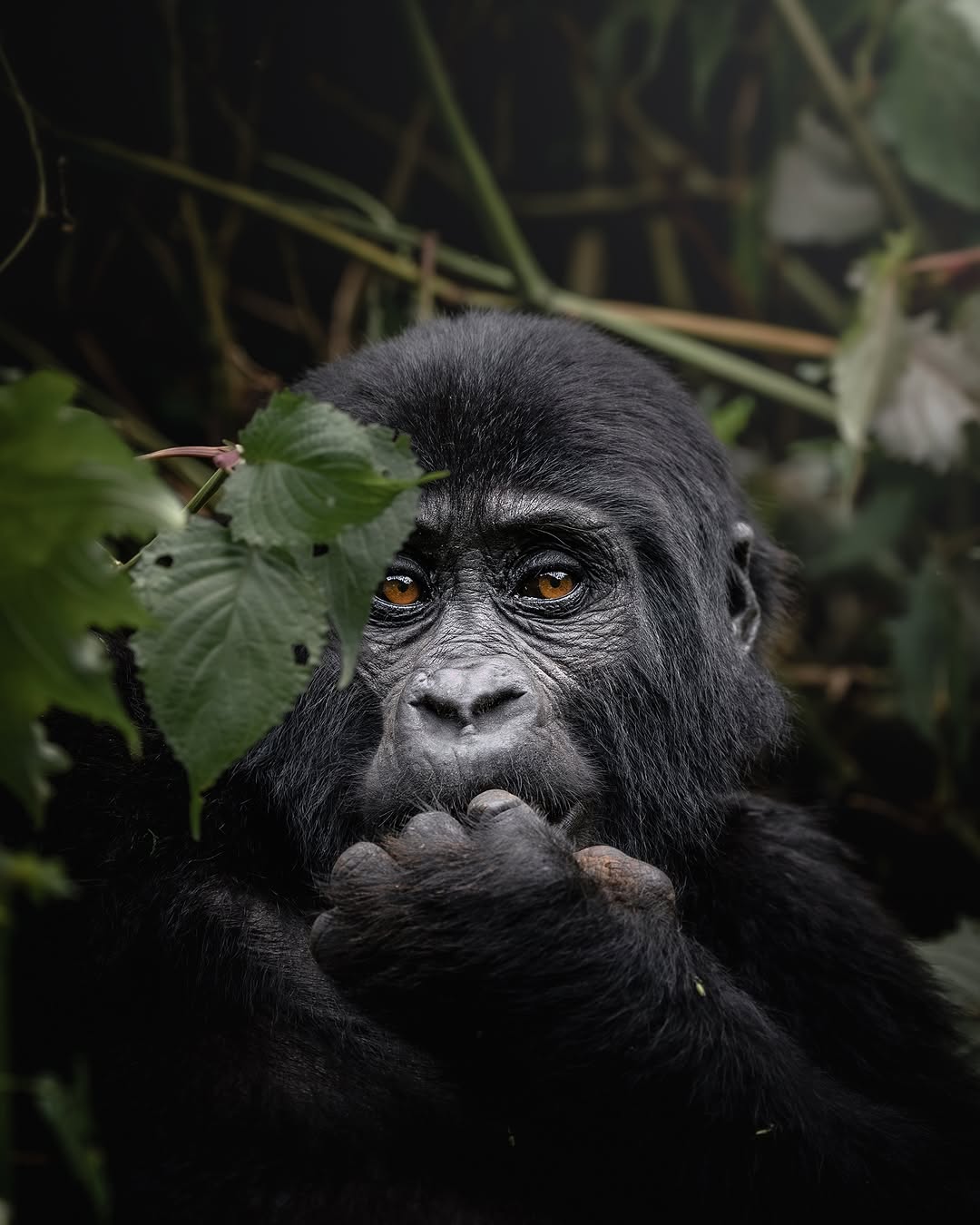 3-Day Gorilla Trekking and Lake bunyonyi