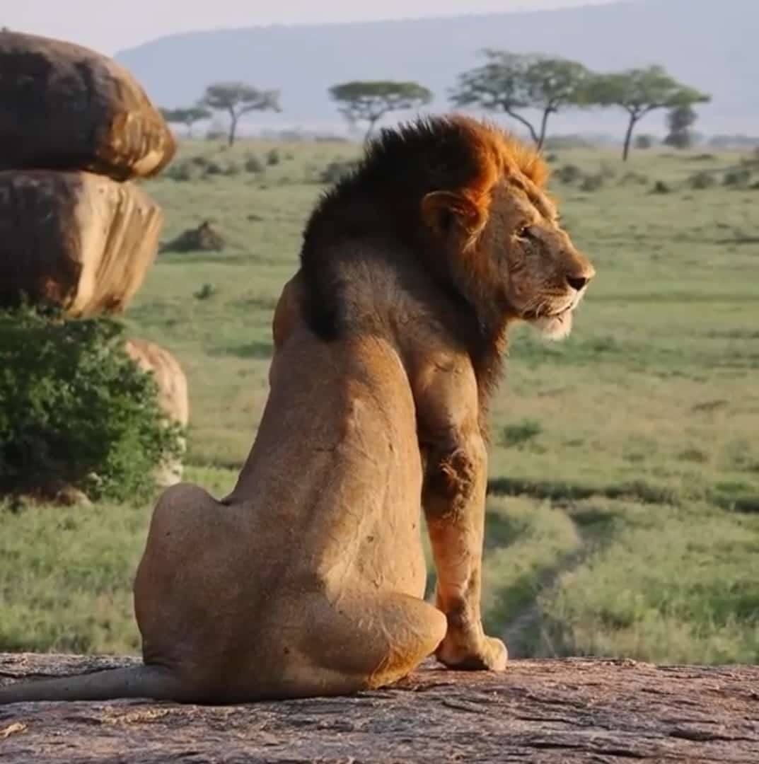 5 Days Murchison Falls Big 5 and Kibale Chimpanzee Trekking