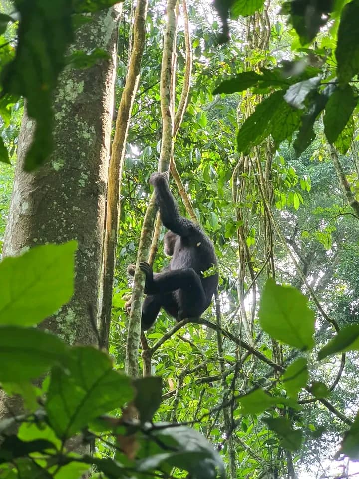 9 Days Uganda Primate Safari Only