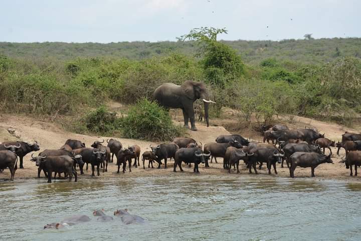 10 Days Best Of African Safari