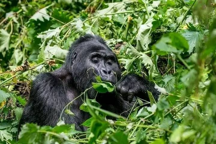 10 Day Holiday Safari with Gorillas chimps and Wildlife