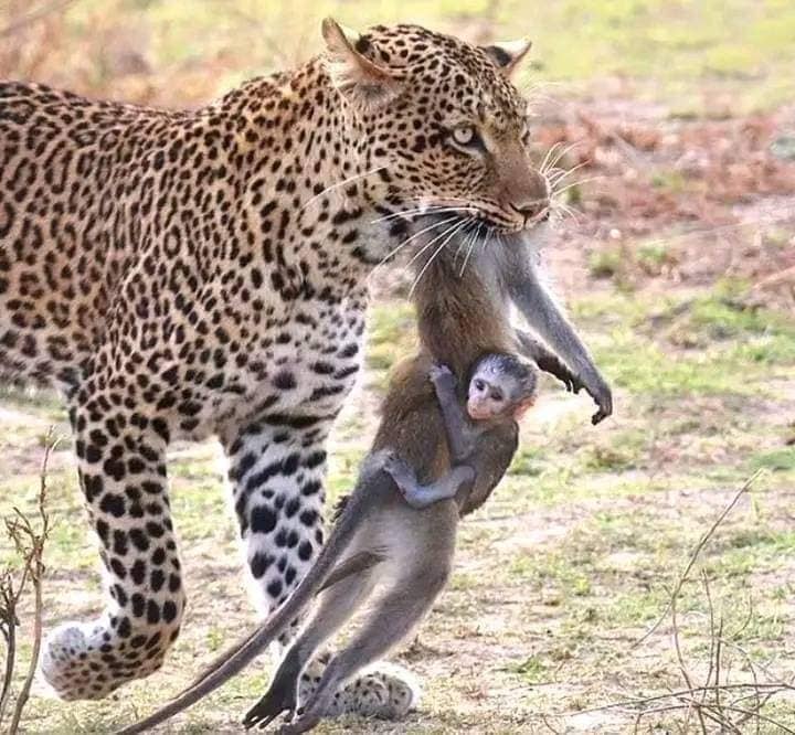 3 Days Luxury Safari Queen Elizabeth National park